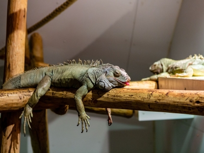 Iguane vert - De Zonnegloed - Refuge pour animaux